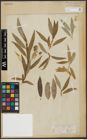 Foto von Salix acutifolia Willd.